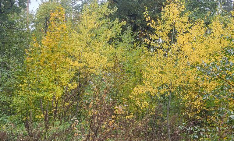 Продаж через електронні торги земельної ділянка кадастровий номер 7124986000:04:001:0817, площею 0.0999 га, цільове призначення 02.01 Для будівництва і обслуговування житлового будинку, господарських будівель і споруд (присадибна ділянка),